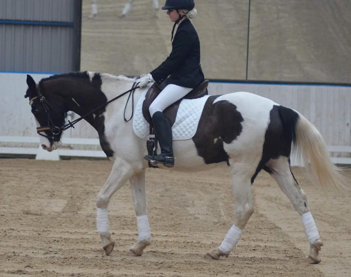 Pinto fighter billede 14