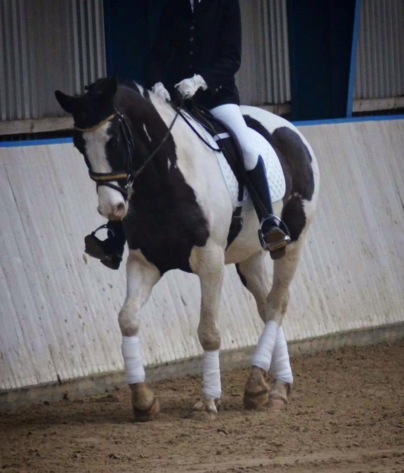 Pinto fighter billede 15