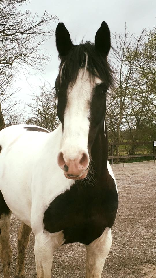 Pinto fighter billede 17