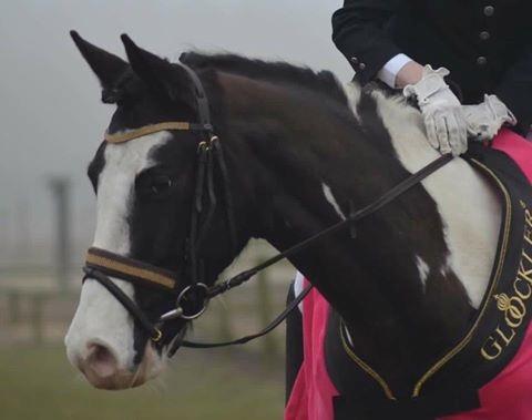 Pinto fighter billede 18