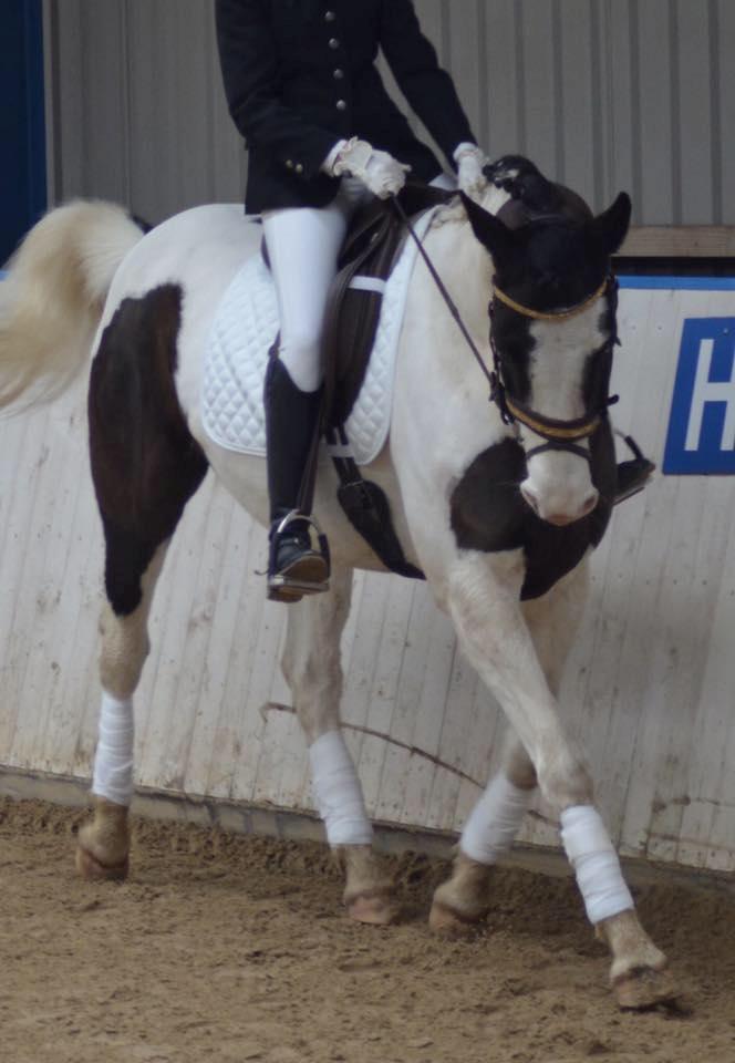 Pinto fighter billede 19