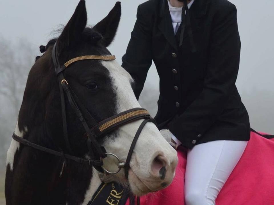 Pinto fighter billede 20