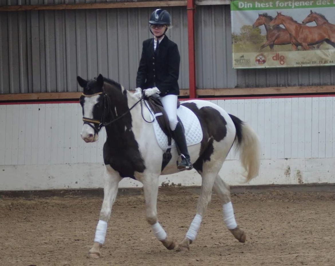 Pinto fighter billede 4