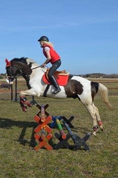 Pinto fighter billede 1