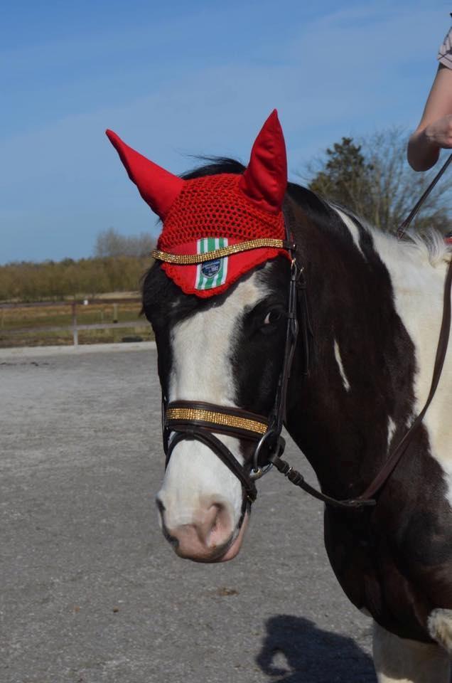 Pinto fighter billede 2