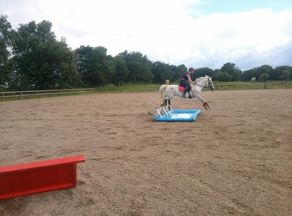 Anden særlig race Snow Girl - Første gang efter i hvert fald 4 år, at hun springer vandgrav. Naturligvis springer hun i første forsøg! billede 6
