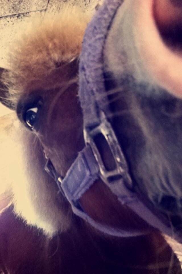 Anden særlig race Diesel - Diesel når han også gerne vil kigge med!<3 billede 15