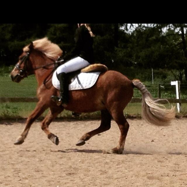 Anden særlig race Diesel billede 17