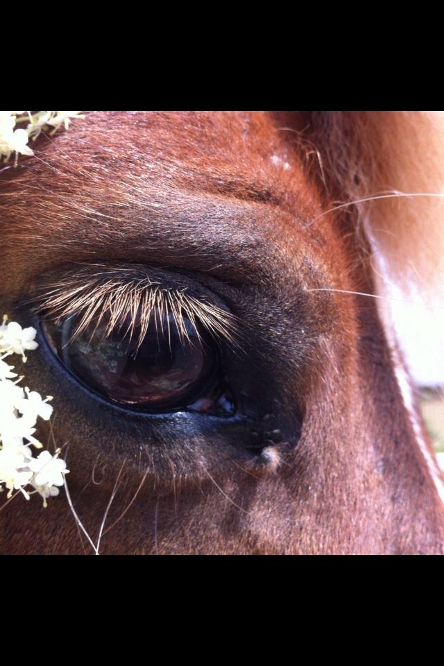 Anden særlig race Diesel billede 18