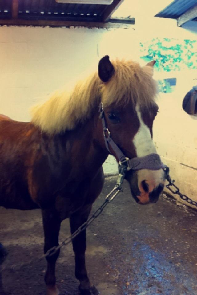 Anden særlig race Diesel billede 16