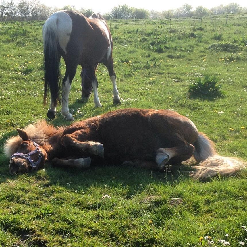 Anden særlig race Diesel billede 20
