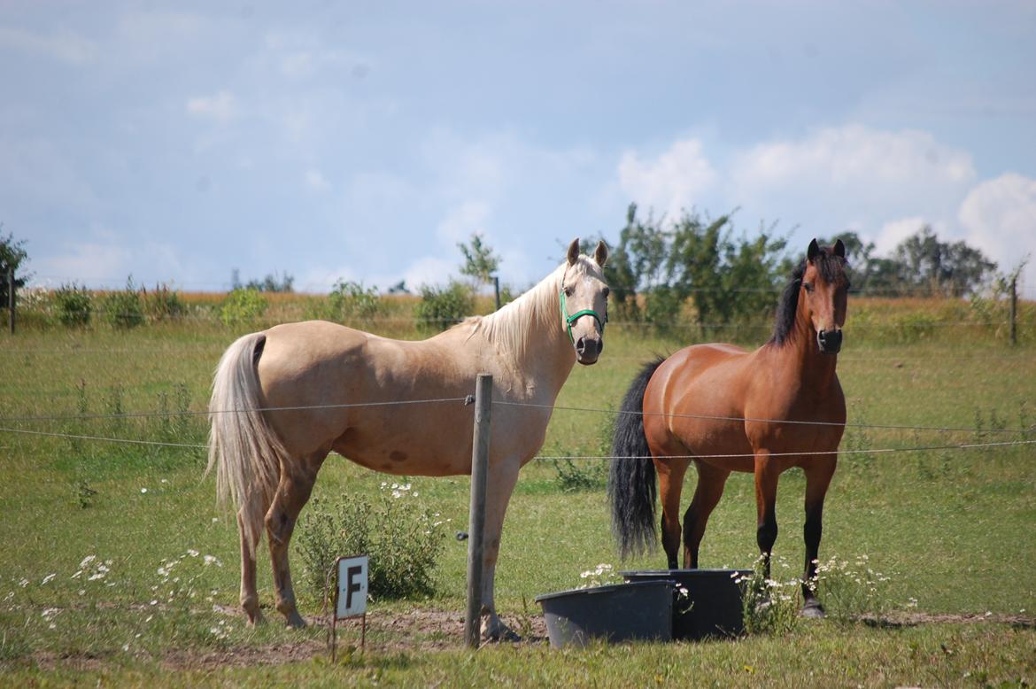 Palomino Golden Fashion *Elsket og Savnet"  billede 11