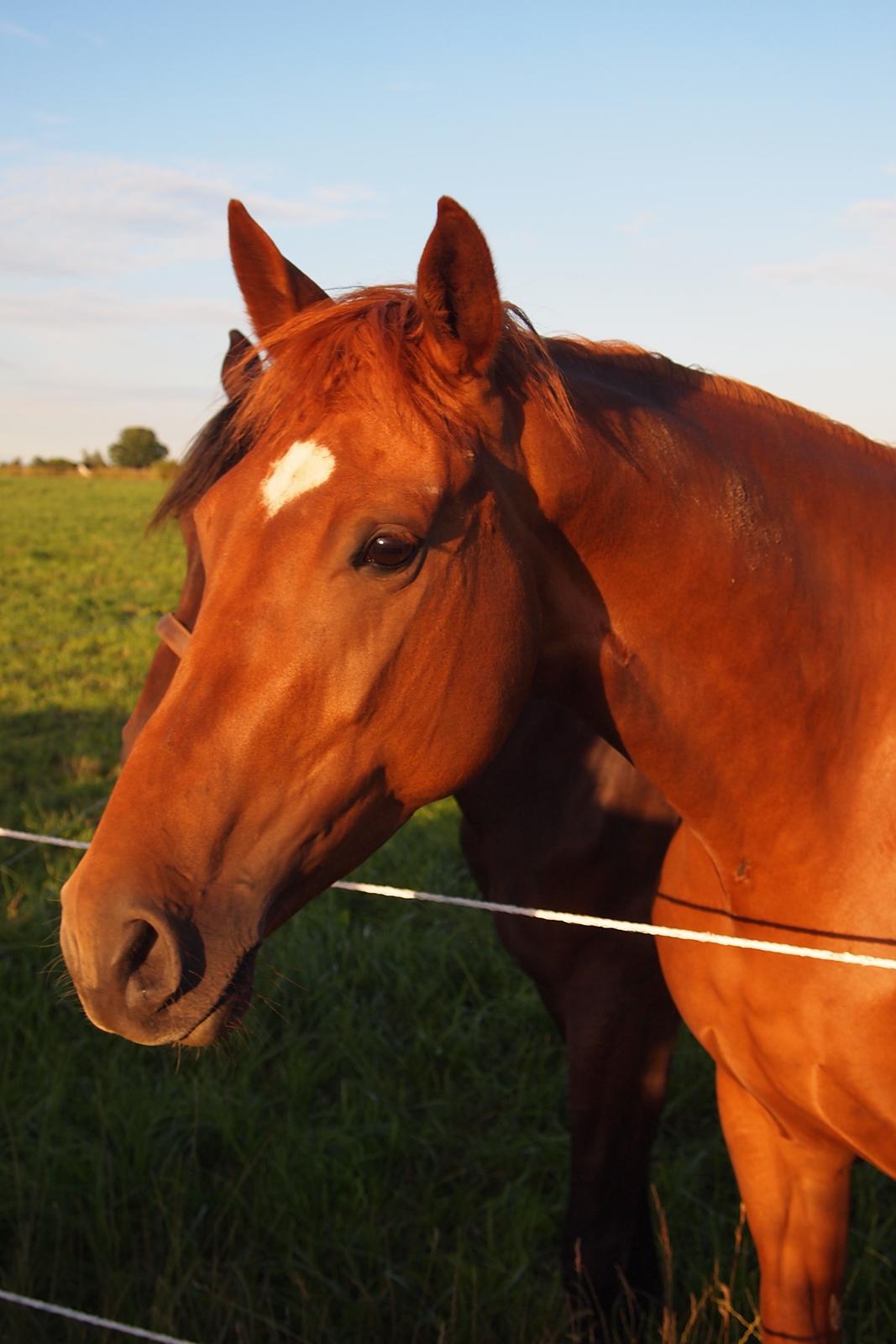 Dansk Varmblod Knunie's Zabella - Prinsesse 04-06-2016 billede 4