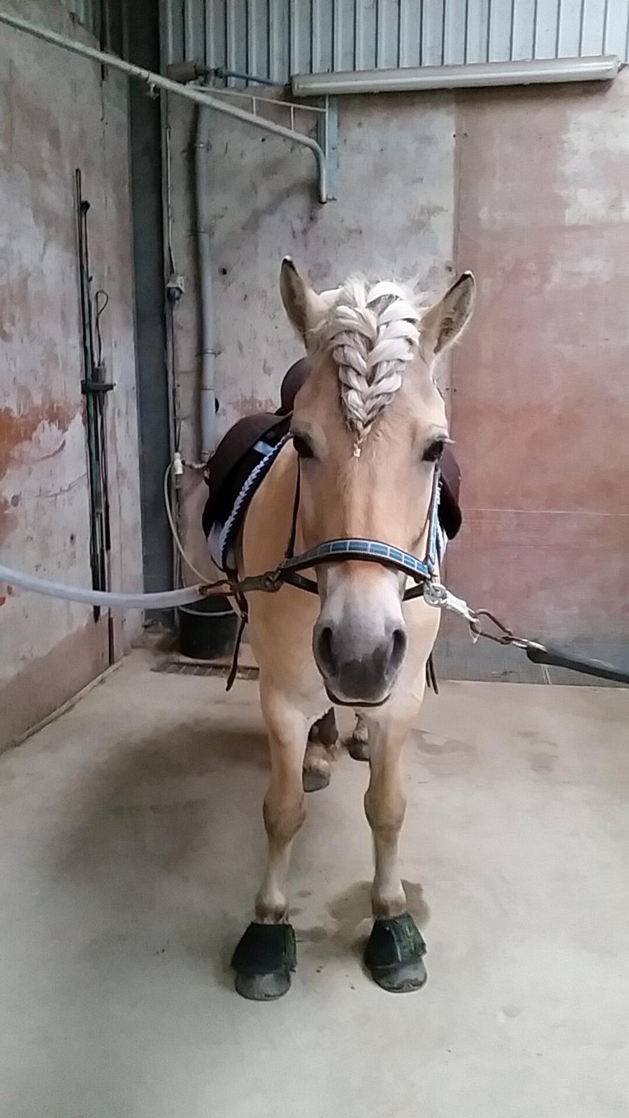 Fjordhest Ågerupgårds Utzon billede 10