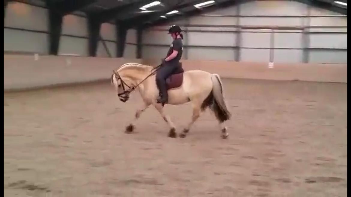 Fjordhest Ågerupgårds Utzon billede 12