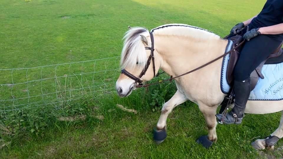 Fjordhest Ågerupgårds Utzon billede 13