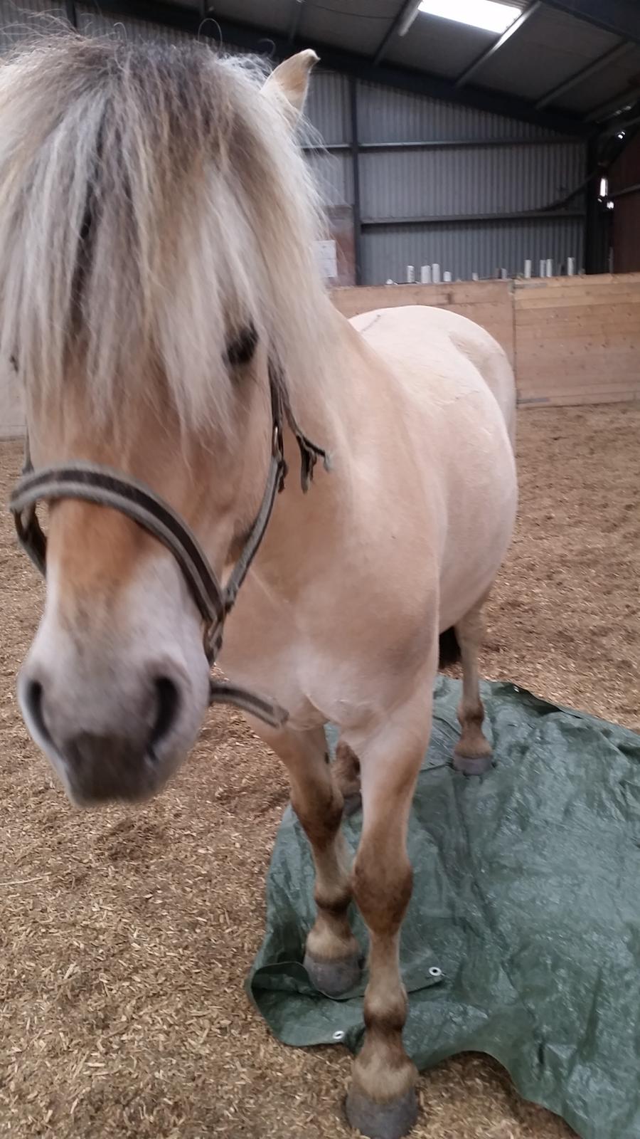 Fjordhest Ågerupgårds Utzon billede 9