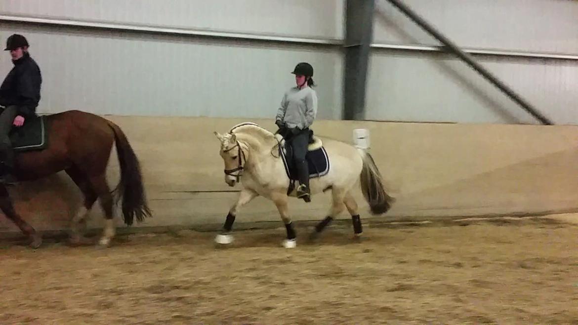 Fjordhest Ågerupgårds Utzon billede 7