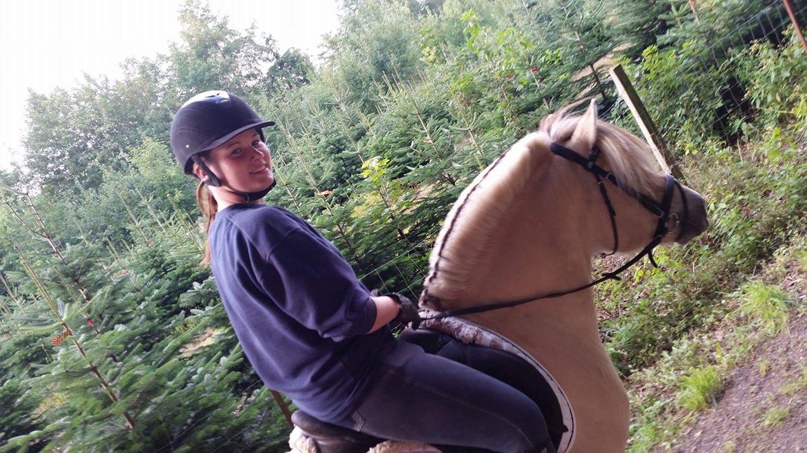 Fjordhest Ågerupgårds Utzon billede 6