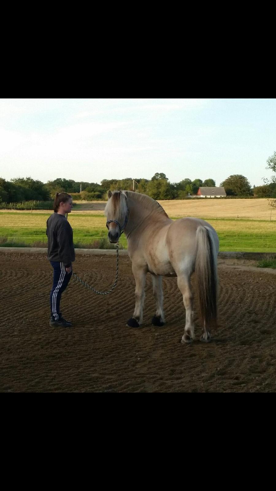 Fjordhest Ågerupgårds Utzon billede 11