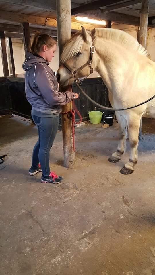 Fjordhest Ågerupgårds Utzon billede 14