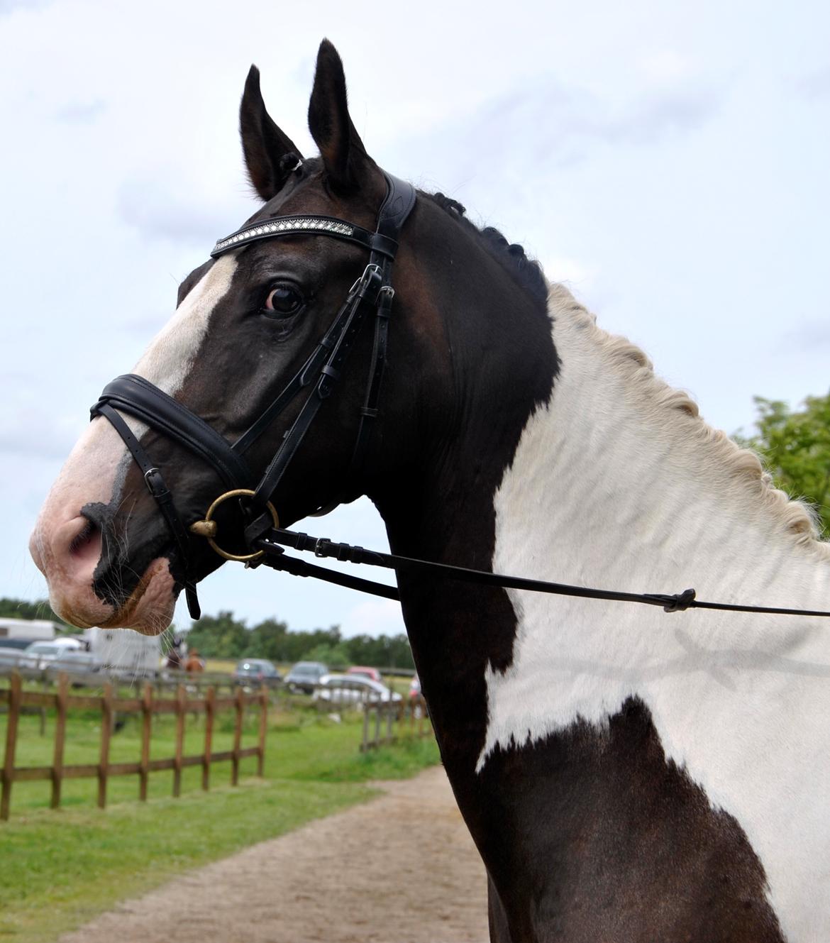 Pinto Bakkegaardens Montoya billede 1