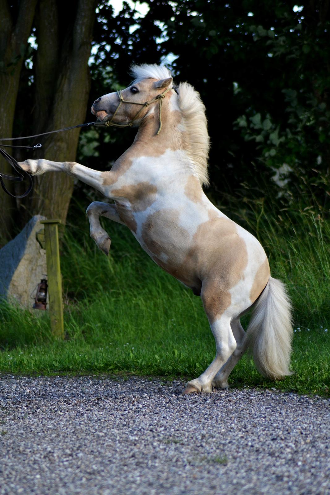 Amerikansk Miniature Birchwood UK Remarkable Ranger - Så prægtig! <3 billede 1