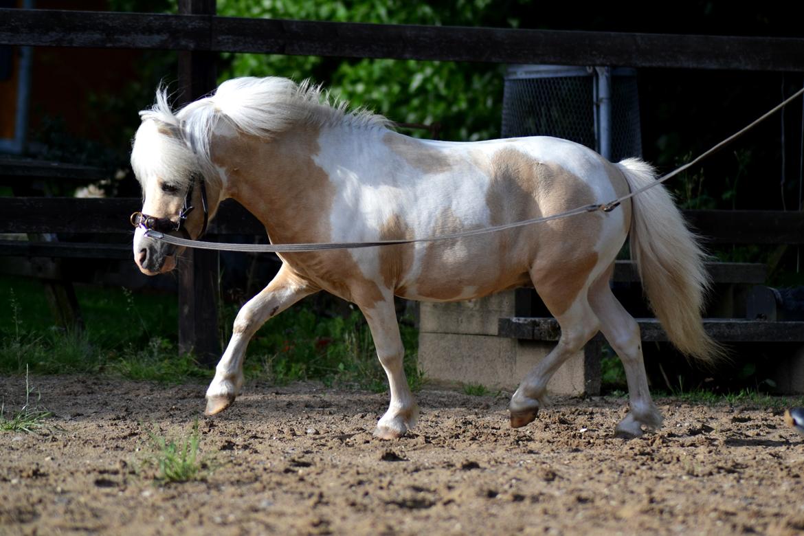 Amerikansk Miniature Birchwood UK Remarkable Ranger - 3 Juli - 2016 <3 billede 18