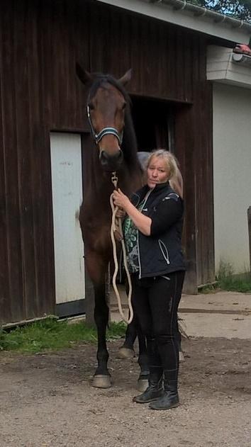 Traver Oasis Simoni billede 8