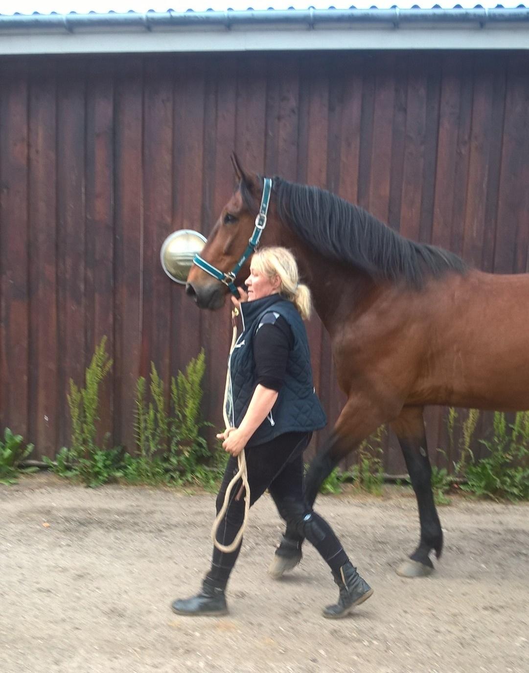 Traver Oasis Simoni billede 13