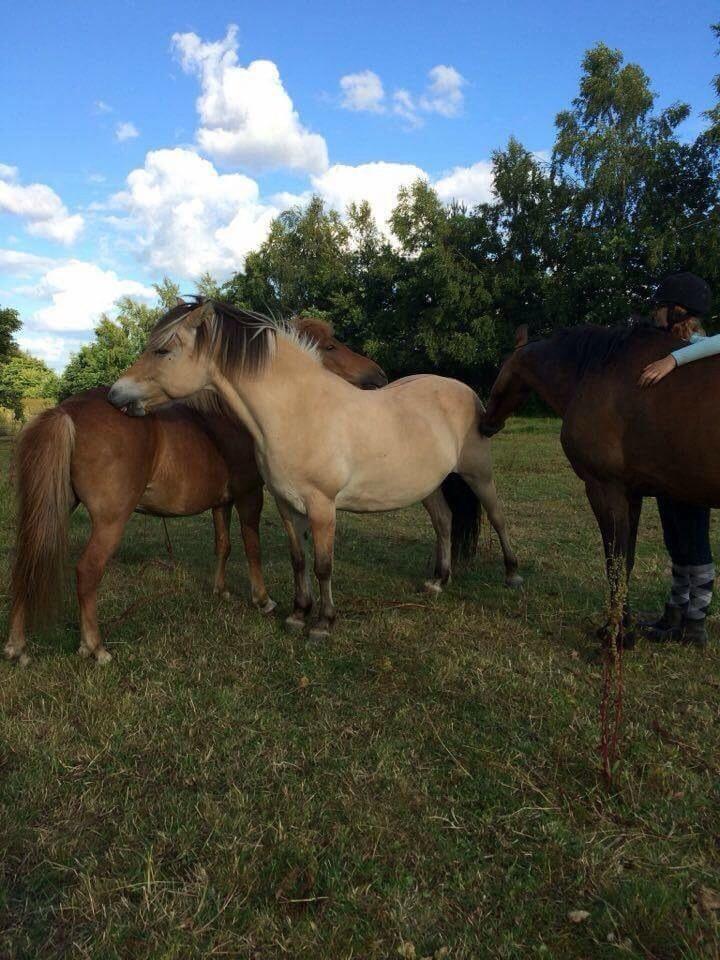 Anden særlig race Cypresgårdens Celina billede 5