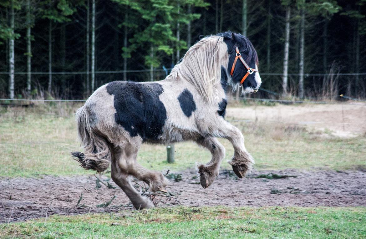 Irish Cob Gordon Blue billede 7