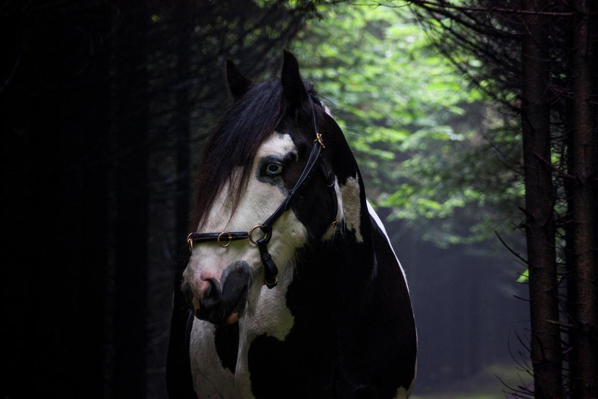 Irish Cob Gordon Blue billede 1