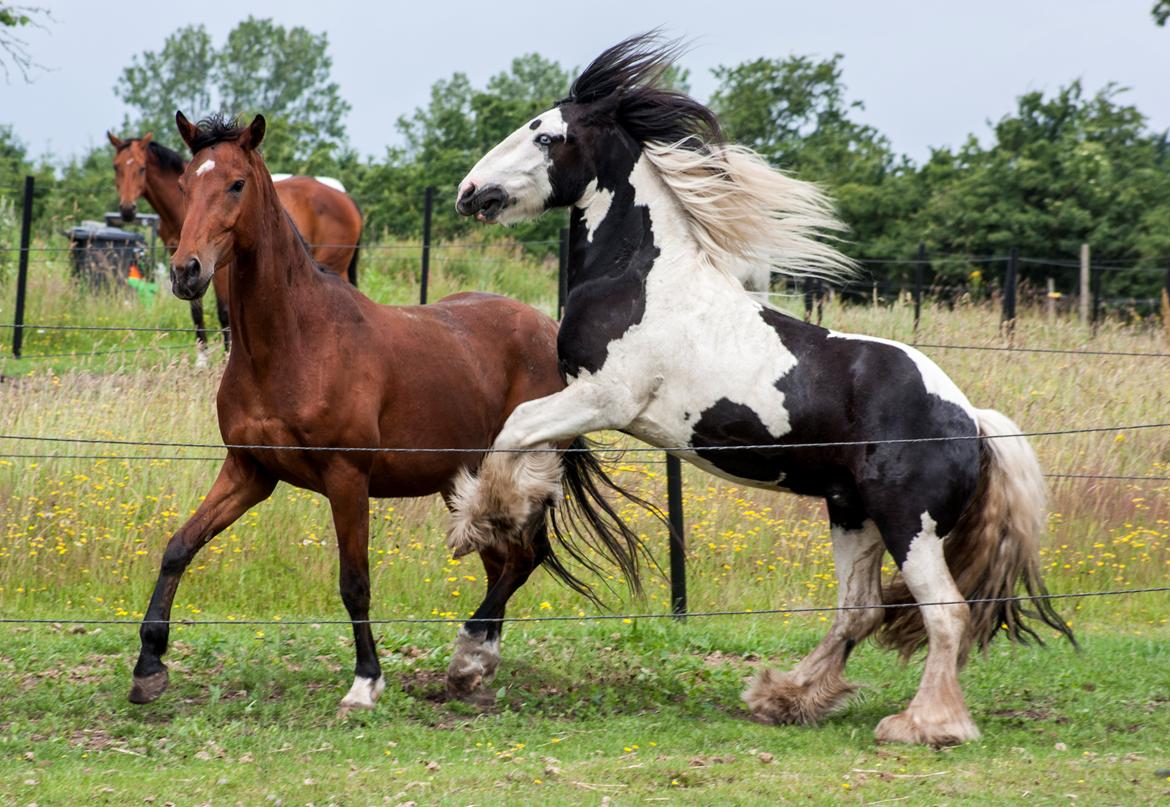 Irish Cob Gordon Blue billede 11
