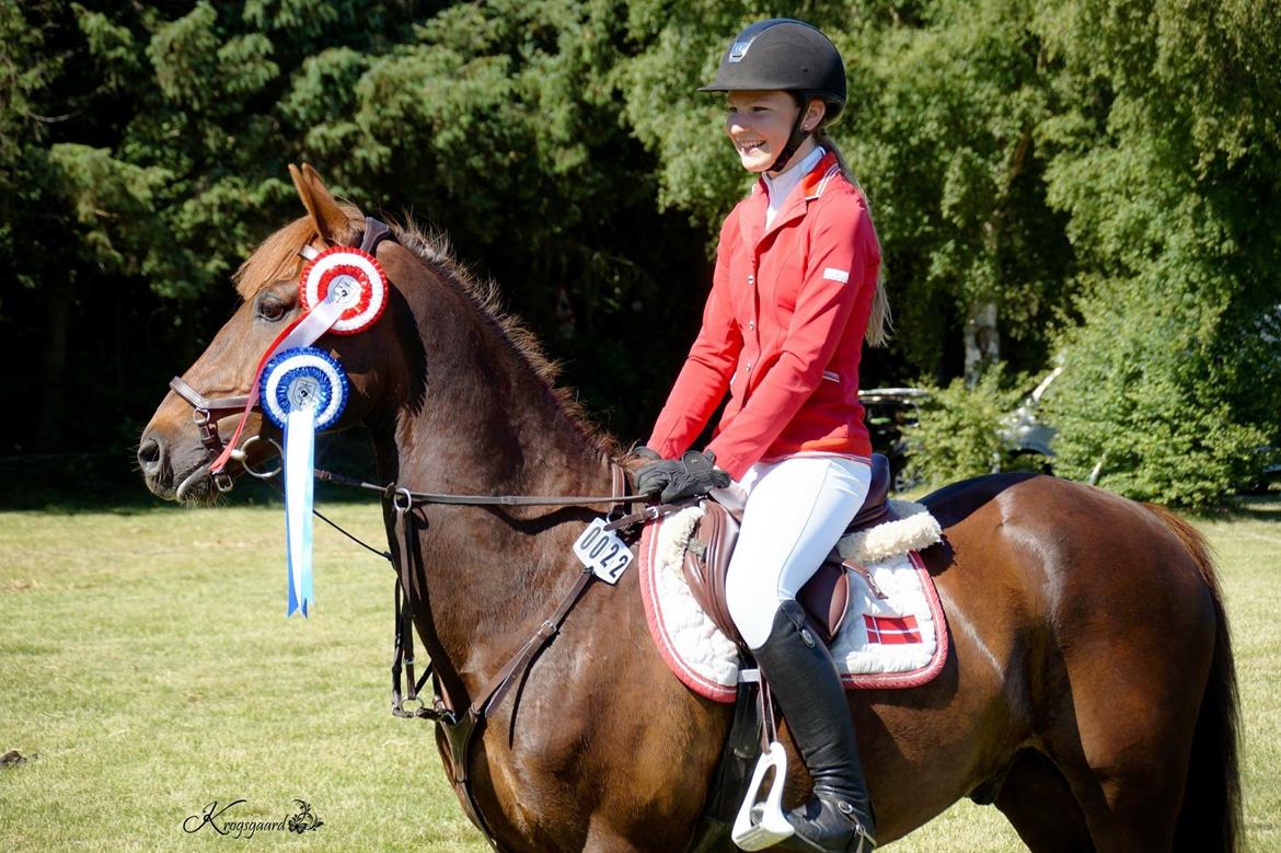 Hollandsk Sportspony Iwan A-pony - Vinder vores første MA og 2. plads i MB billede 5