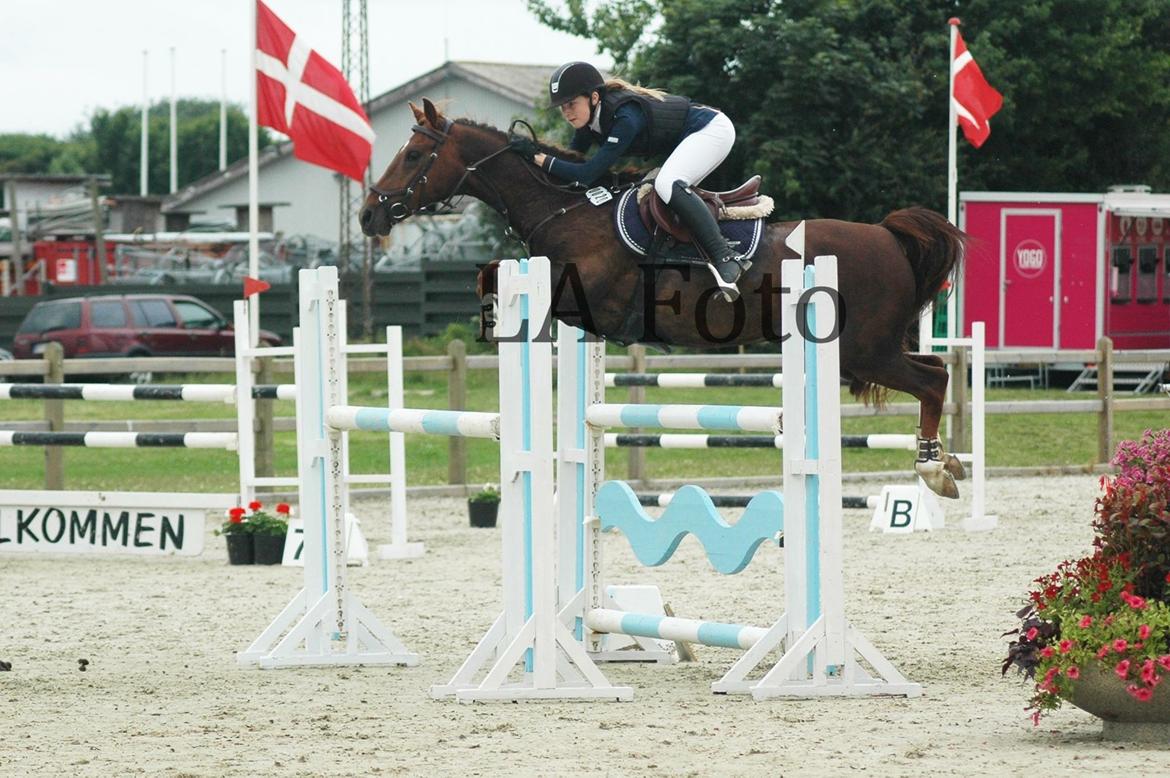 Hollandsk Sportspony Iwan A-pony - MA billede 12