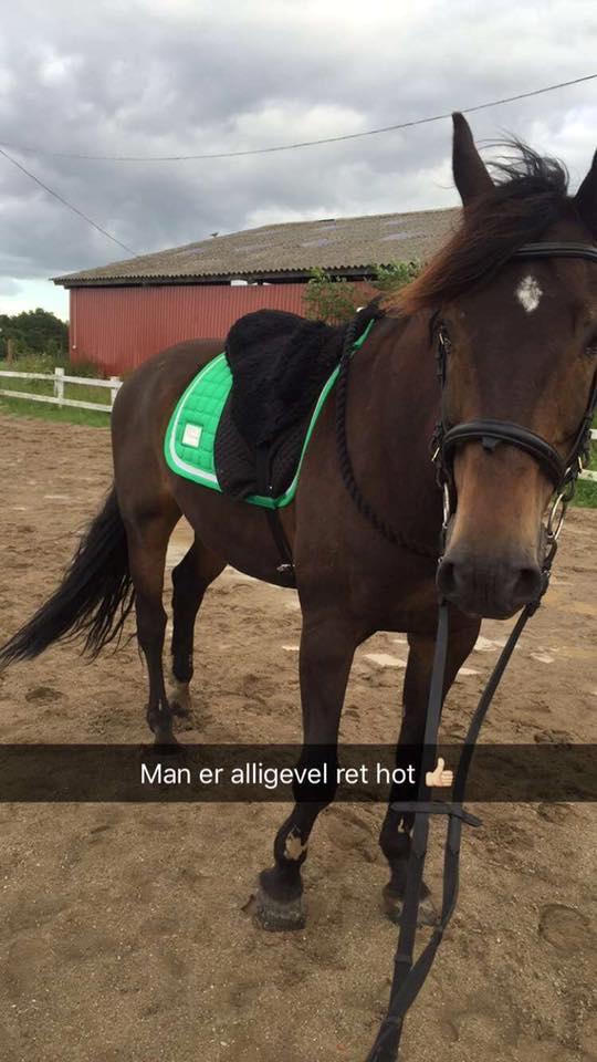 Dansk Varmblod Cantaro - Cantaro med sin fødselsdagsgave! :P billede 12