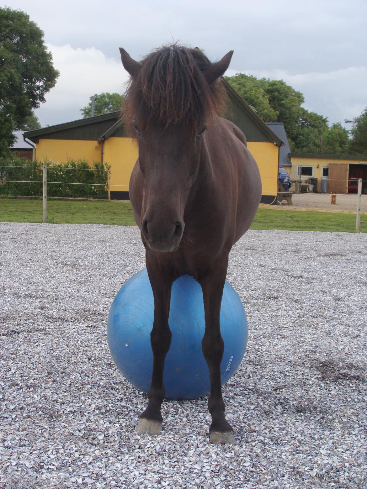 Islænder Dimma fra Trekanten billede 14