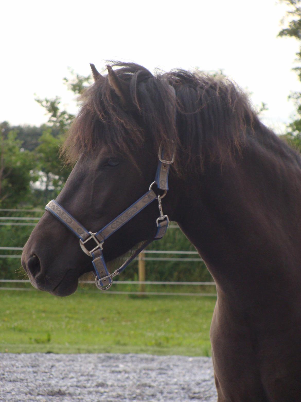 Islænder Dimma fra Trekanten billede 23