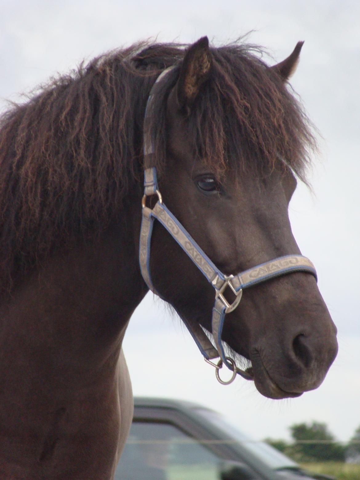 Islænder Dimma fra Trekanten billede 25