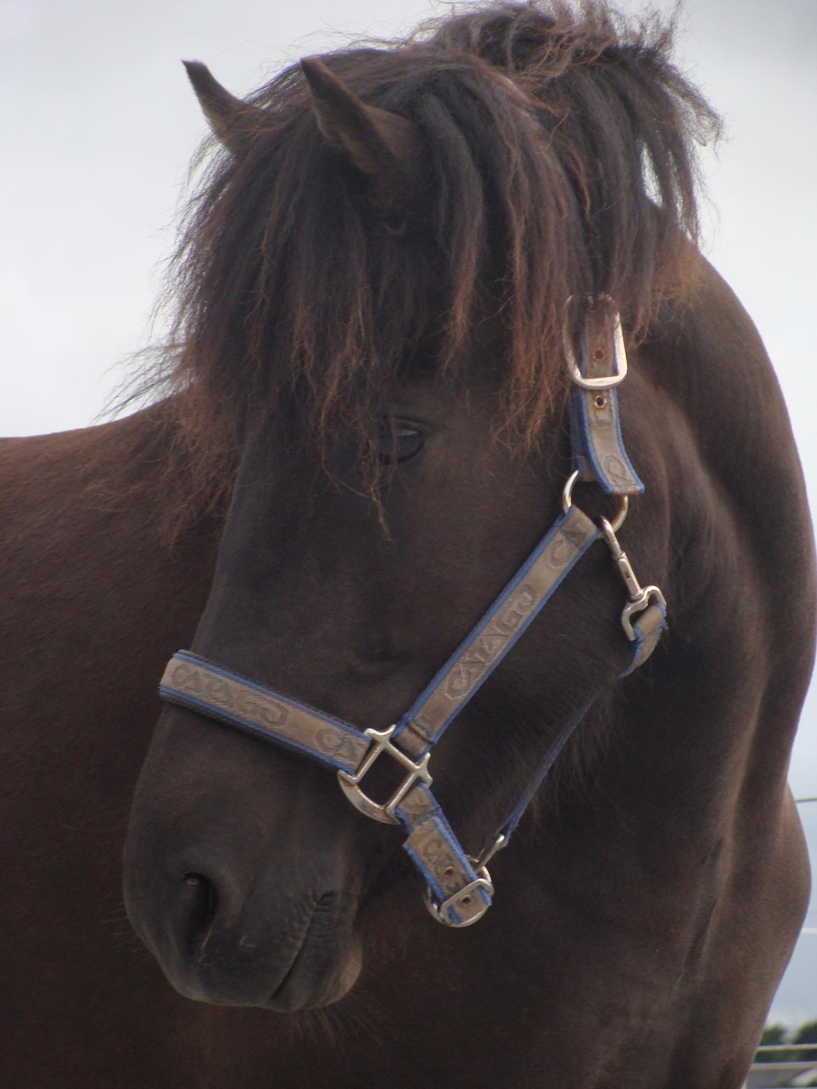 Islænder Dimma fra Trekanten billede 9