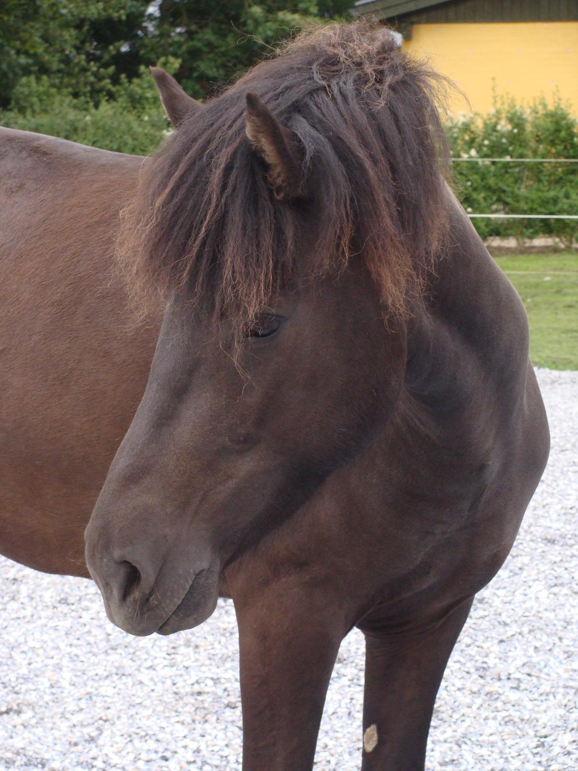 Islænder Dimma fra Trekanten billede 17