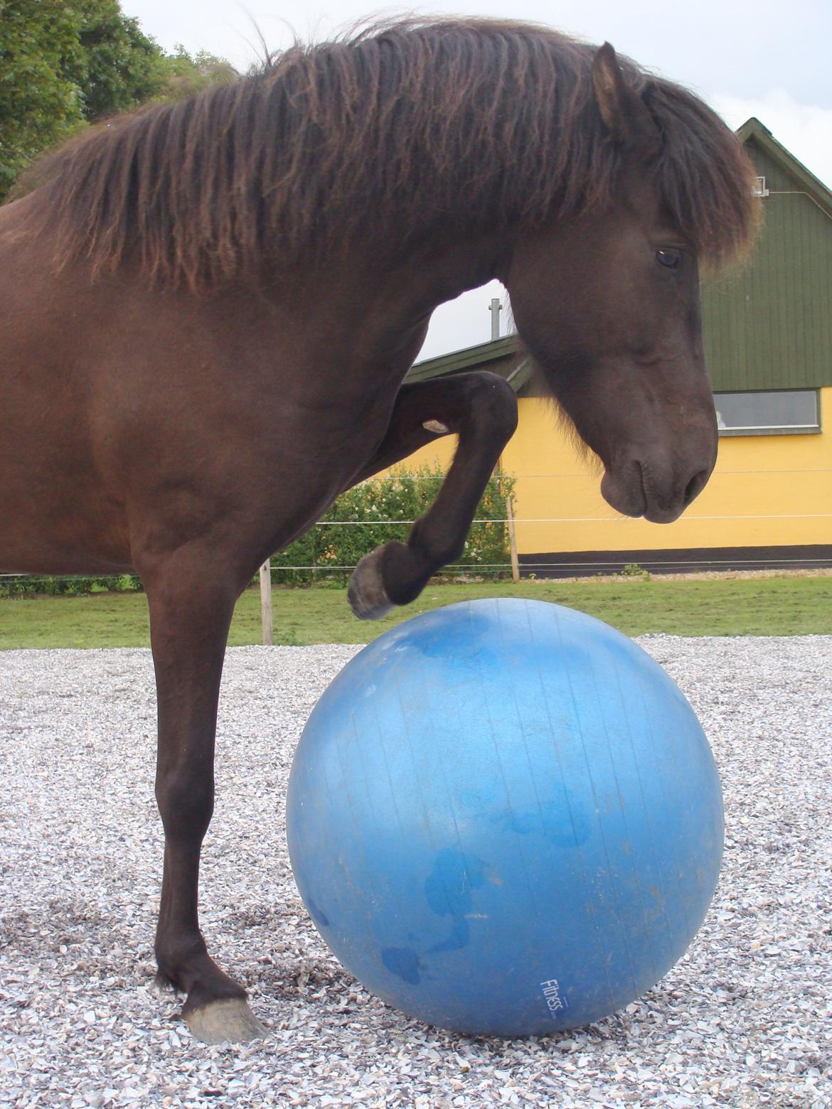 Islænder Dimma fra Trekanten billede 26