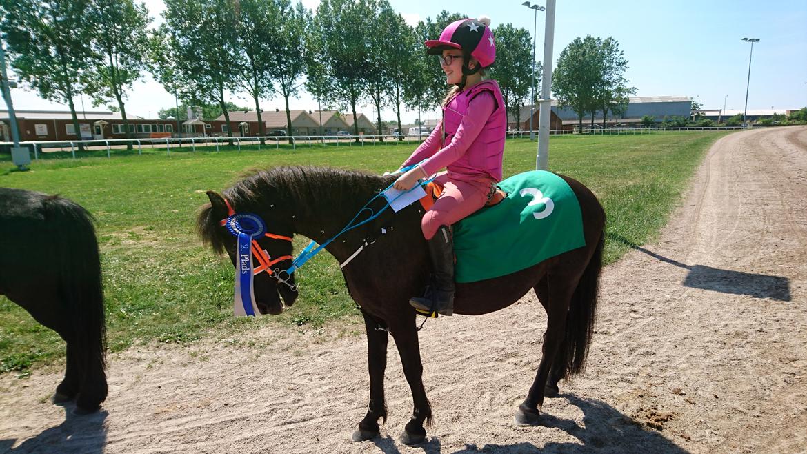 Anden særlig race Søndervangs Zita billede 8