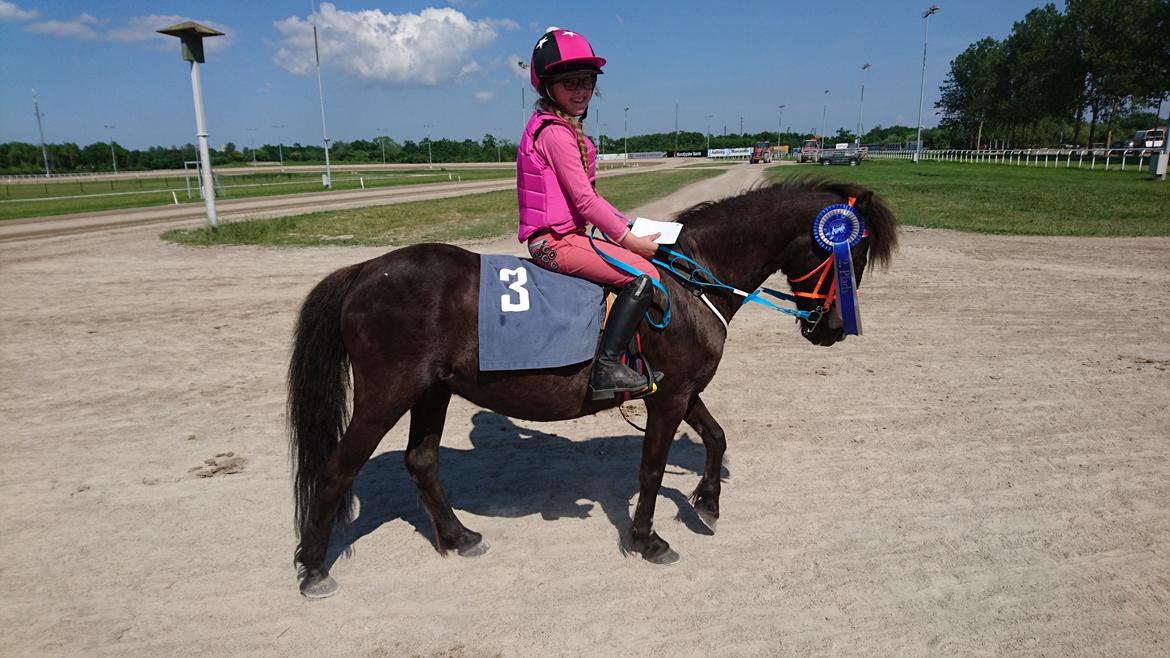 Anden særlig race Søndervangs Zita billede 10