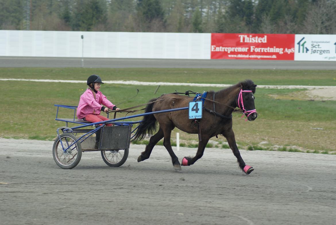 Anden særlig race Søndervangs Zita billede 12