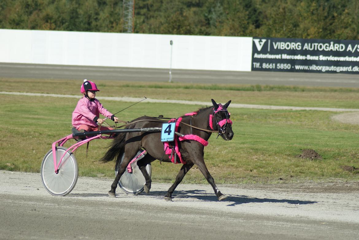Anden særlig race Søndervangs Zita billede 13