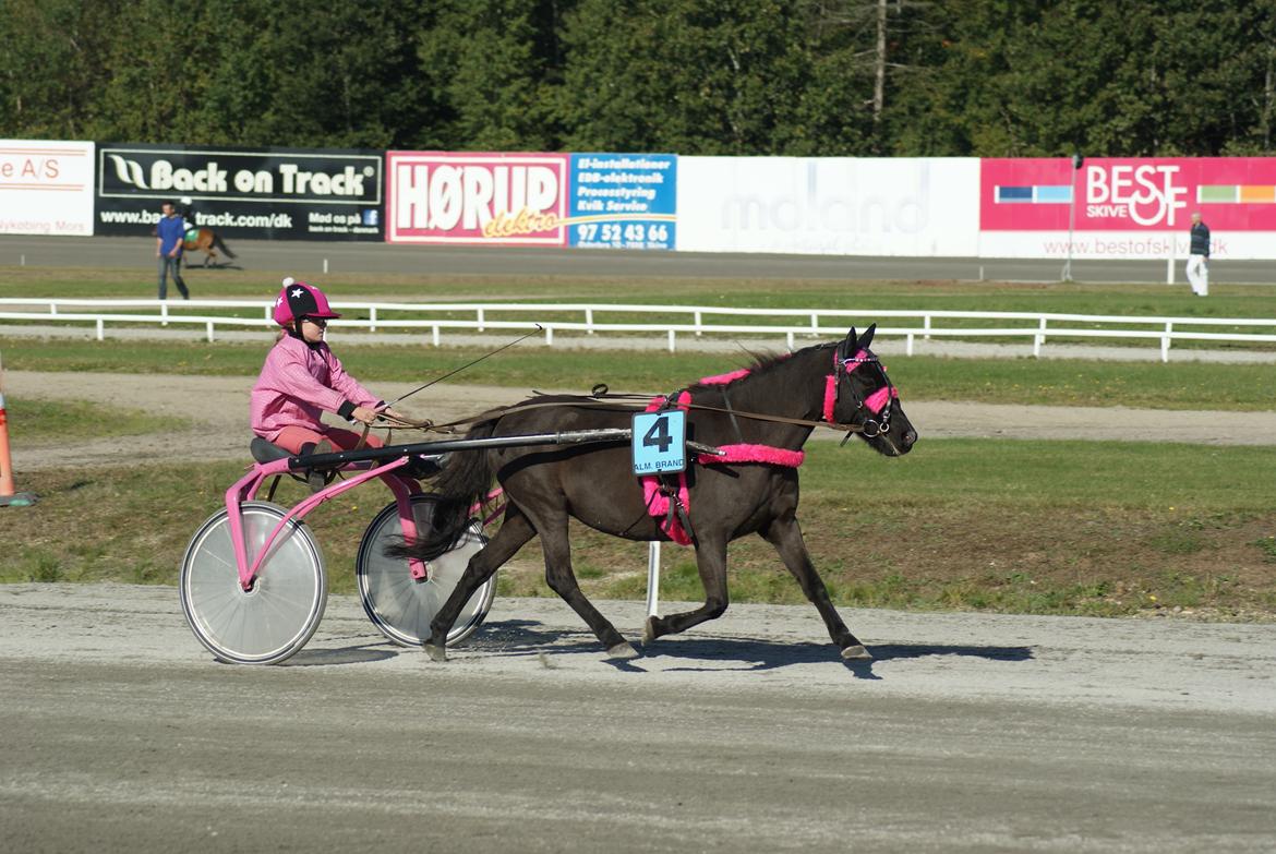 Anden særlig race Søndervangs Zita billede 14