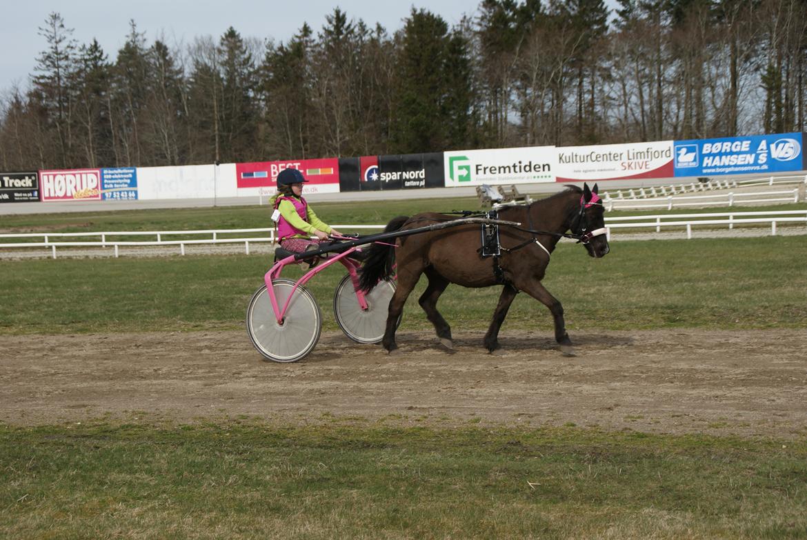 Anden særlig race Søndervangs Zita billede 15
