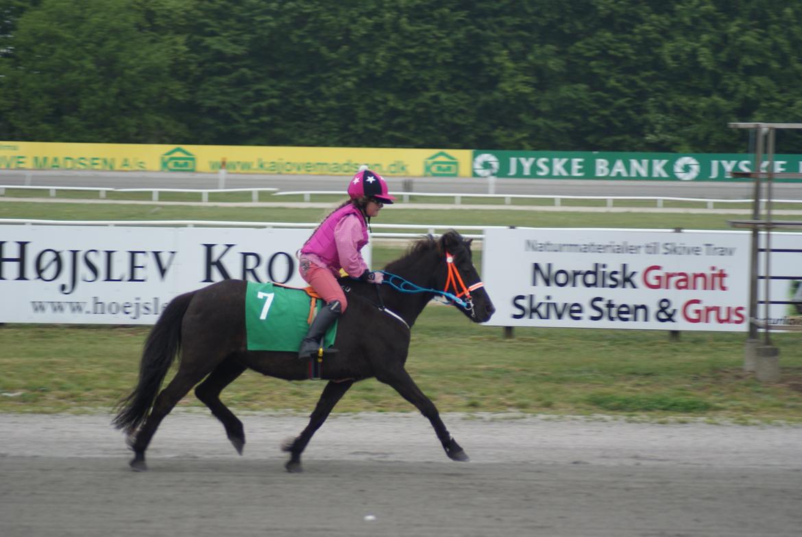 Anden særlig race Søndervangs Zita billede 16